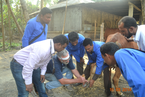 Dan and trainees inspecting hooves
