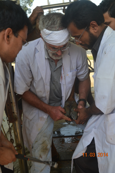 Dan trains locals on hoof care
