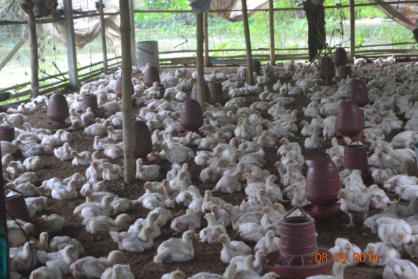Broiler chickens