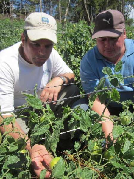 Volunteer Jim Ryan inspecting tomato crops