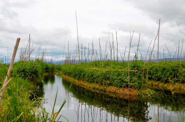 Beautiful floating gardens