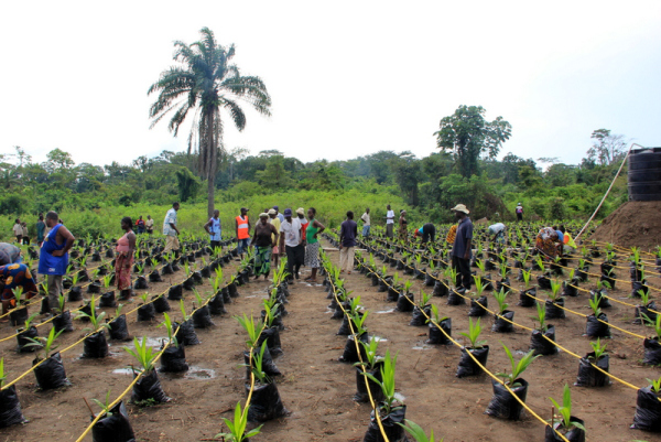 The completed drip irrigation system