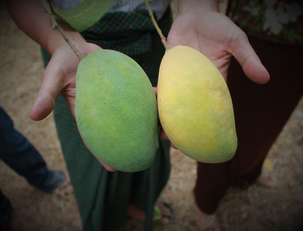 Comparing mangoes that did not employ carbon-paper bags to protect them from fruit flies (green) with bagged mangoes (yellow)
