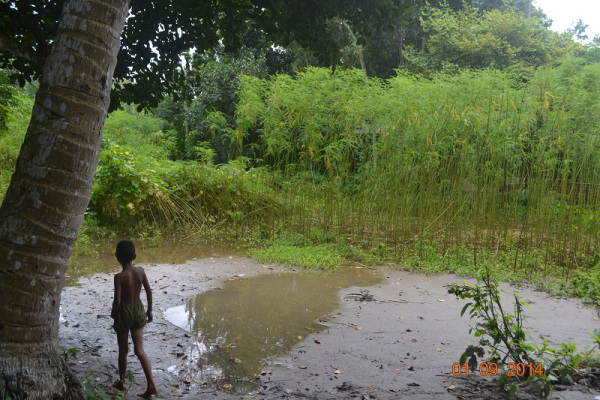 Sesbania
