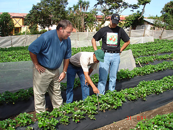volunteer-james-luzar_improving-strawberry-production_els028