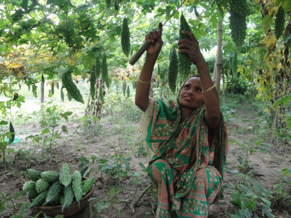In Bangladesh, Farmer-to-Farmer volunteers have trained women farmers on improved vegetable production techniques. As a result, women (like the woman pictured) have been able to successfully grow bitter gourds and vegetables in fallow lands. Their families have reaped the benefits of improved nutrition and increased income.