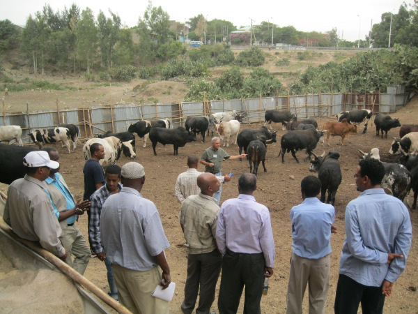 Feedlot demonstrations