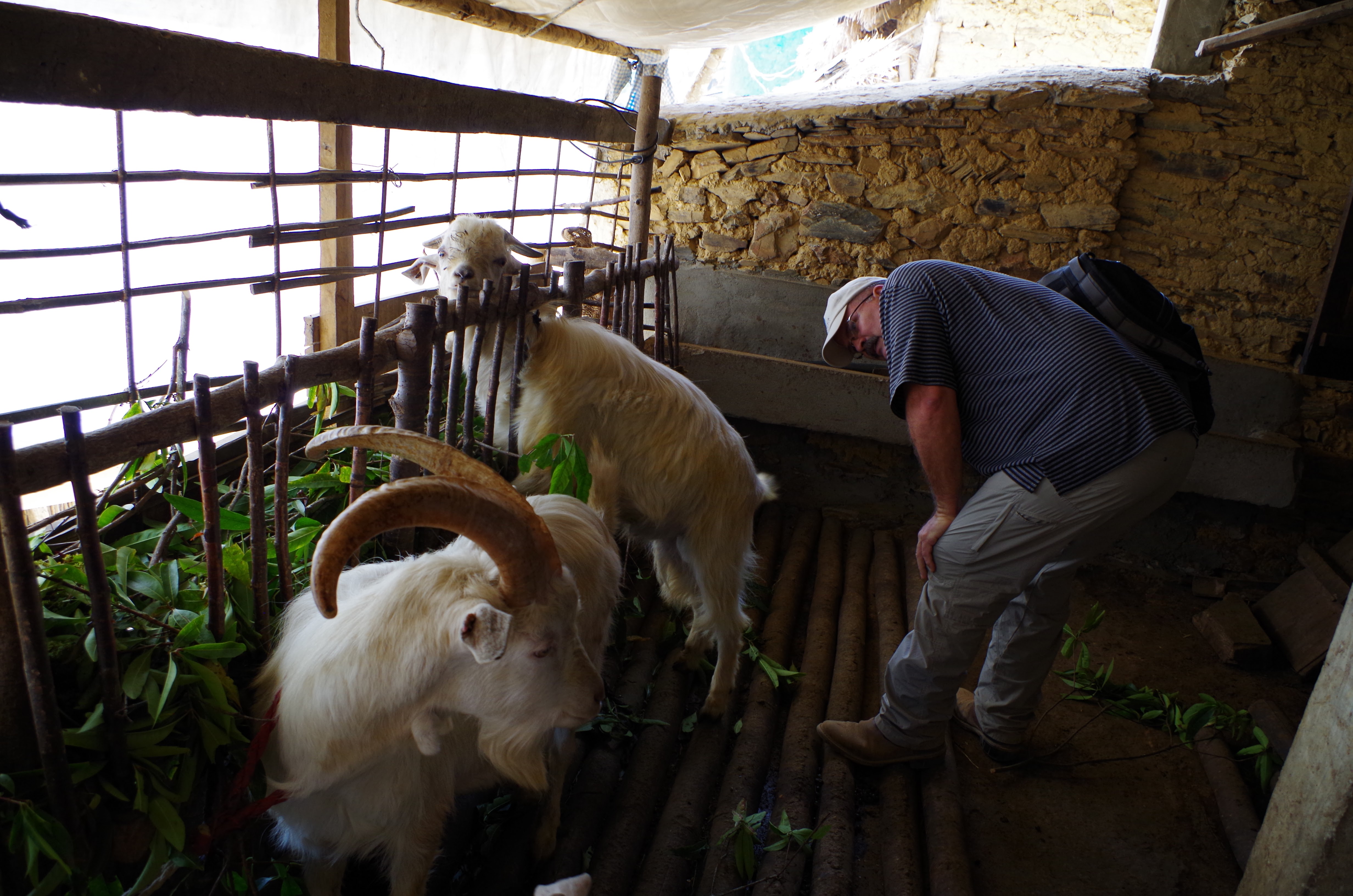 Winrock International » Farmer-to-Farmer and Peace Corps Volunteers Help Goat Farmers ...4928 x 3264