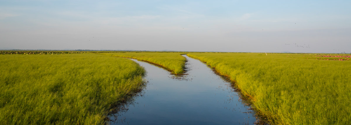 http://hrvatski-fokus.hr/wp-content/uploads/2020/02/FEATURE_1_088010563-wetlands-thailand-2.jpg